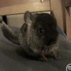 Коко