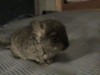 1мес.