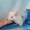 Вуди