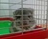 Чаки, 1 месяц, 2 дня