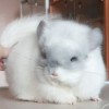 Ладушка