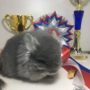 Лорейн МиР