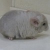 Кил