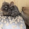 Бакси Рекс