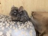 2 месяца