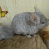Квин Рекс