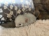 1 неделя