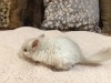 1 месяц