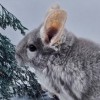 Бони _Котлета