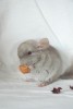 2 мес