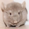 Кана нр