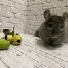 Геркулес Носитель Рекс