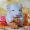 Клифтон
