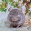 Кики
