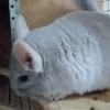 Мира Фауна Сам