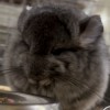 Чипо 