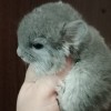 Олаф