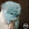 Эния