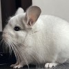 Фауст
