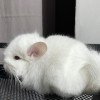Фалькон