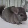 Мариус
