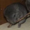Ерошик