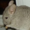 Персей