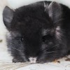 АС Элвис