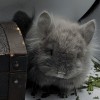 Барракуда Свит Хэппи