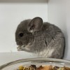 Мия