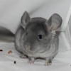 Райнер