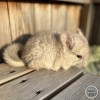 Молли