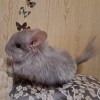 Клепа