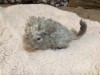 1 неделя