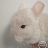 СИ Юлалия Лова нКПА