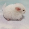 СИ Элас