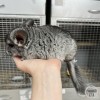 Локки