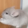 Фианит