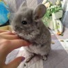 Вульф