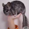 СИ Яния нЛова  нКПА