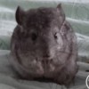 СИ Яглыч нЛова