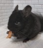 Ашотик