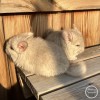 Зои