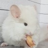 Кокос