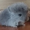 Гибискус
