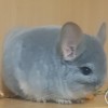 Лилиан