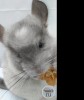 Бельчонок Фауна Сам