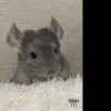 Шишик 