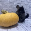 Дженна носитель рекс