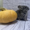 Дейзи носитель рекс 